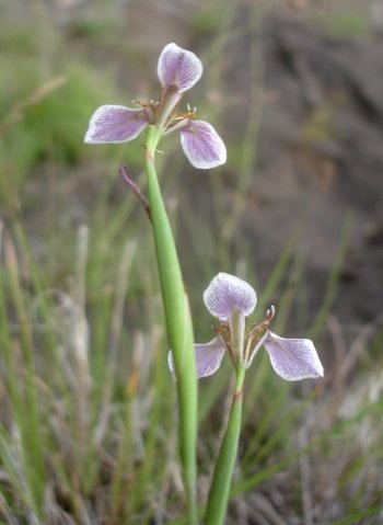 Moraea brevistyla back view of flowers
